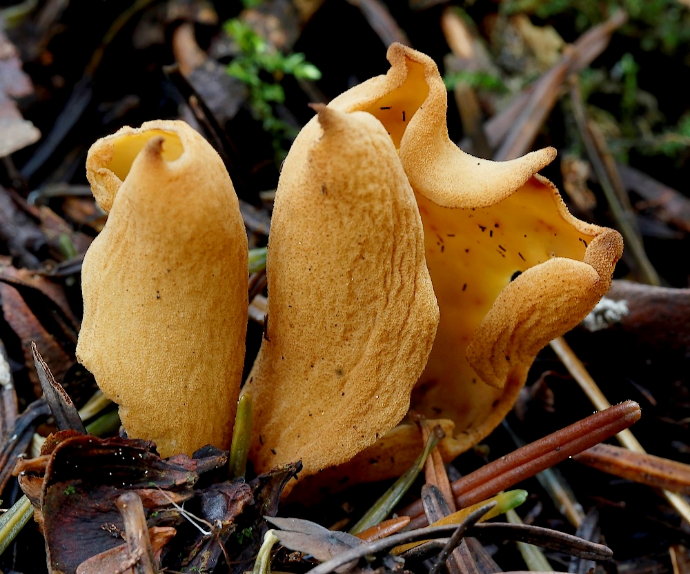 Otidea tuomikoskii (Otidea tuomikoskii)
