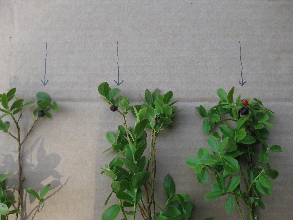 Vaccinium myrtillus x vitis-idaea (Vaccinium myrtillus x vitis-idaea)