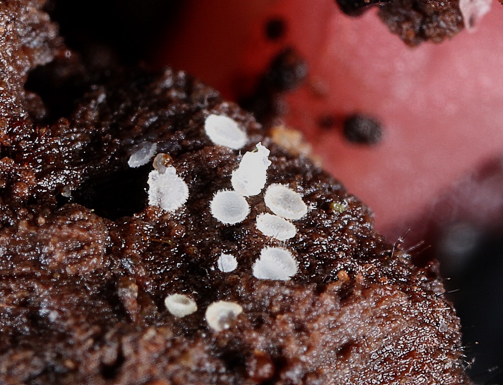 Hvid Klarskive (var. Spiralis) (Hyaloscypha albohyalina var. spiralis)