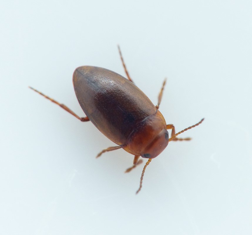 Hydroporus scalesianus (Hydroporus scalesianus)