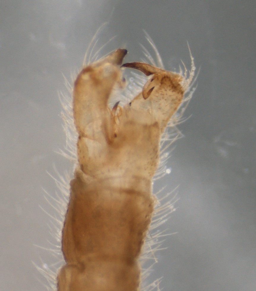 Erioptera lutea (Erioptera lutea)