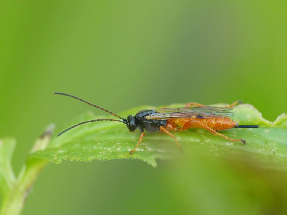 Itoplectis melanocephala (Itoplectis melanocephala)