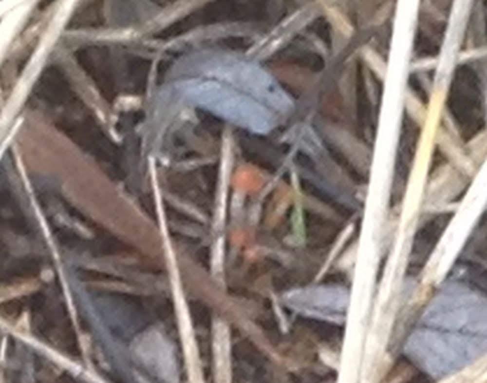 Eng-Svovlhat (Hypholoma subericaeum)