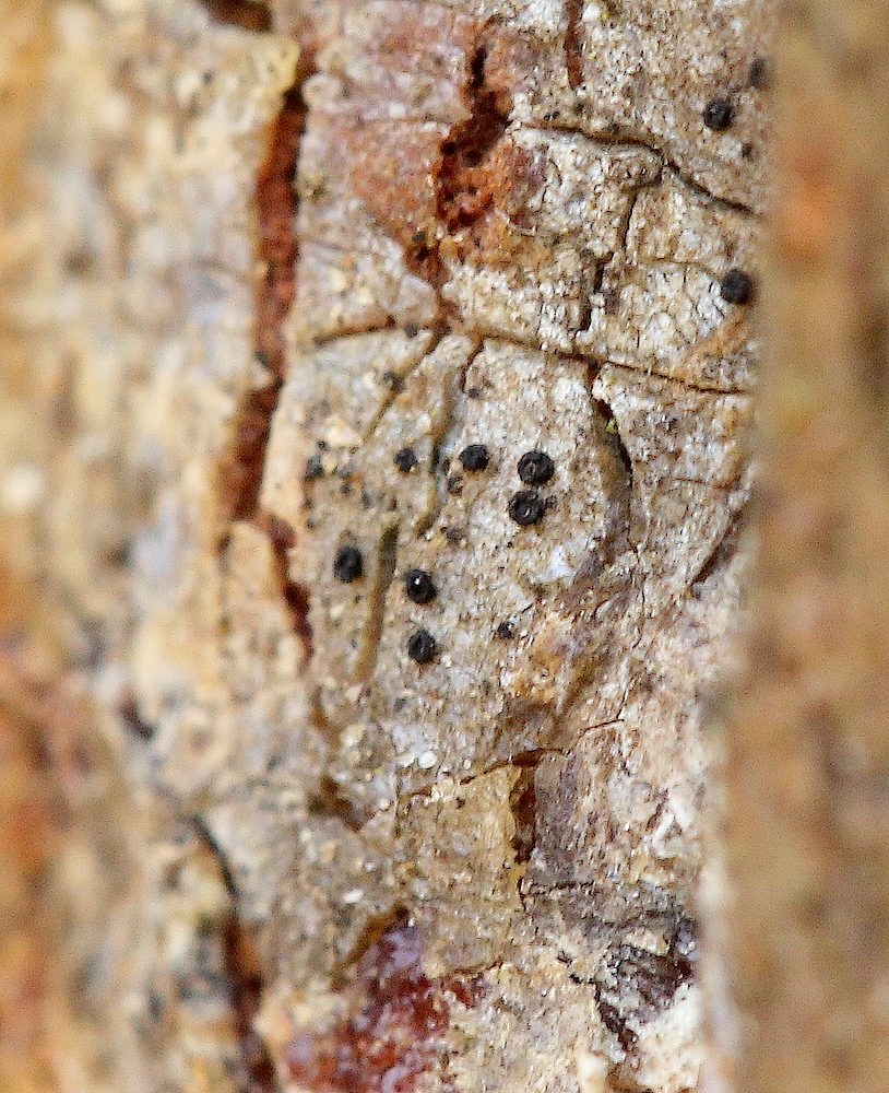 Mørk Harpiksskive (Sarea difformis)