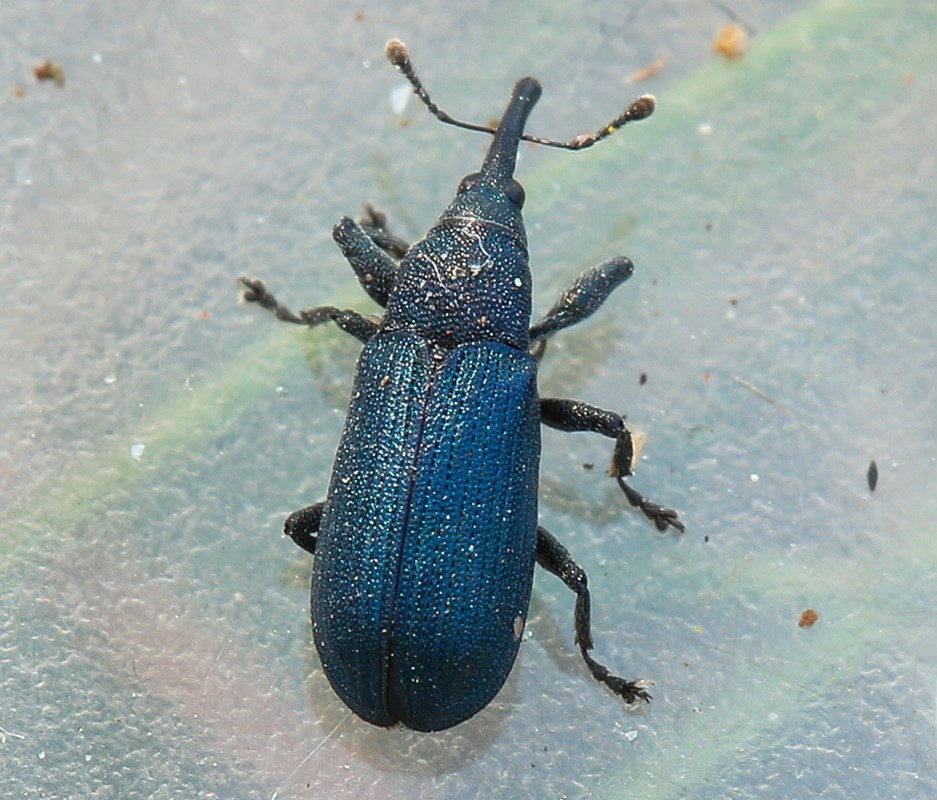 Magdalis Rufa Magdalis phlegmatica - Observation NB-2226386 - Naturbasen
