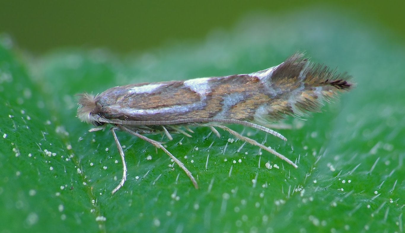 Phyllonorycter strigulatella (Phyllonorycter strigulatella)