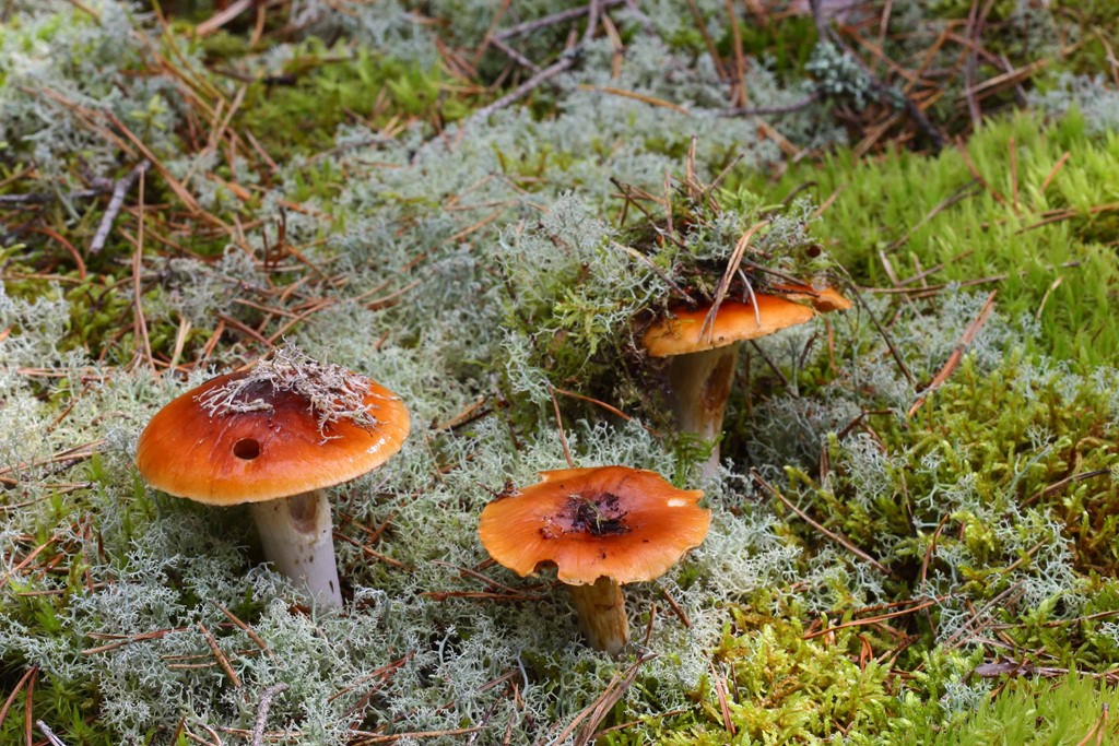 Spættet Slørhat (Cortinarius collinitus)