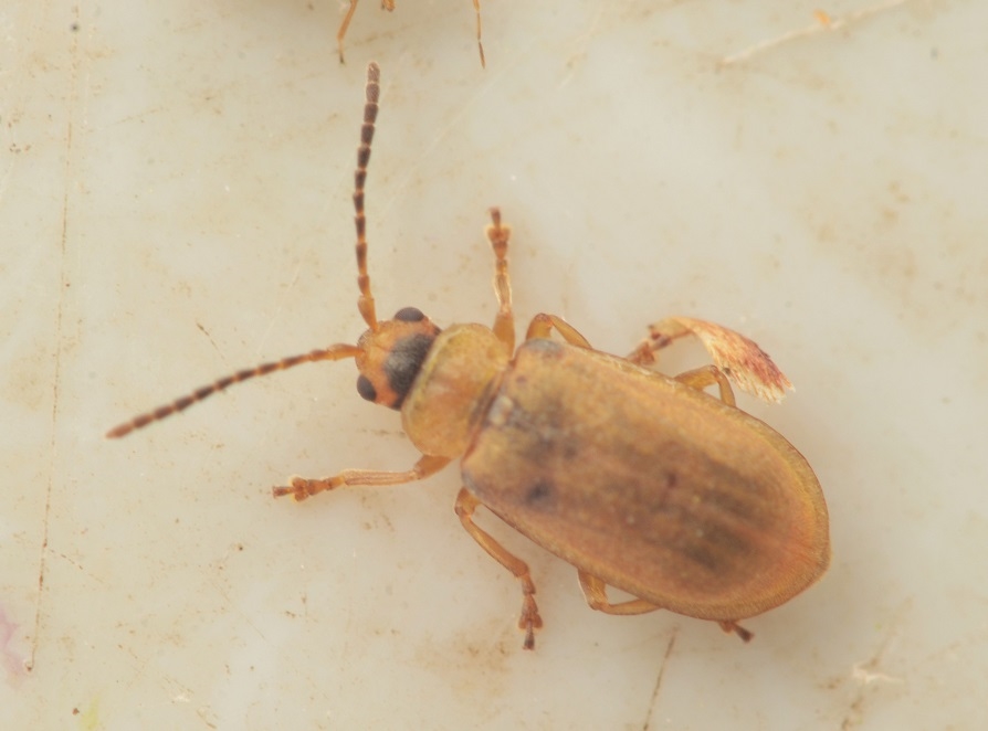Galerucella pusilla (Galerucella pusilla)