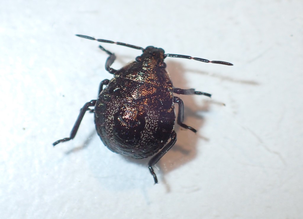 Torntæge (Picromerus bidens)