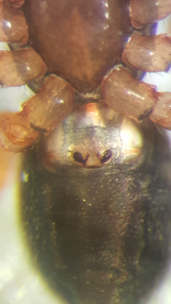 Oedothorax gibbosus (Oedothorax gibbosus)