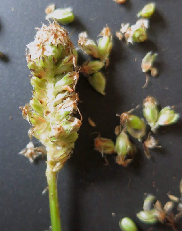 Vejbredgalmyg (Jaapiella schmidti)