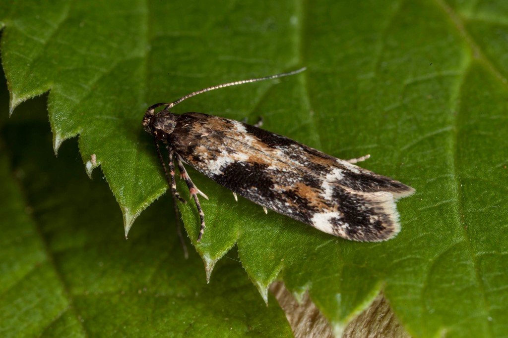 Caryocolum tricolorella (Caryocolum tricolorella)