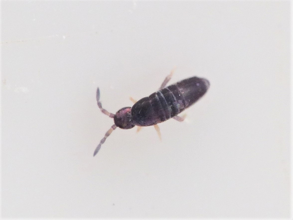 Lepidocyrtus violaceus (Lepidocyrtus violaceus)