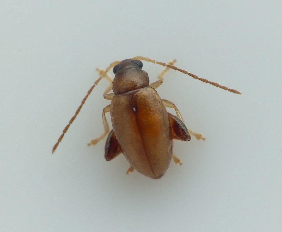 Longitarsus rubiginosus (Longitarsus rubiginosus)