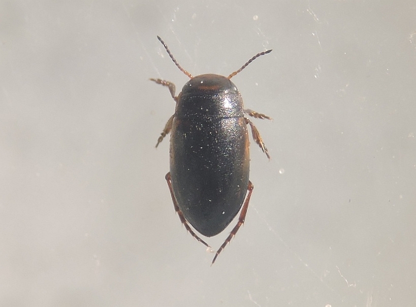 Hydroporus notatus (Hydroporus notatus)