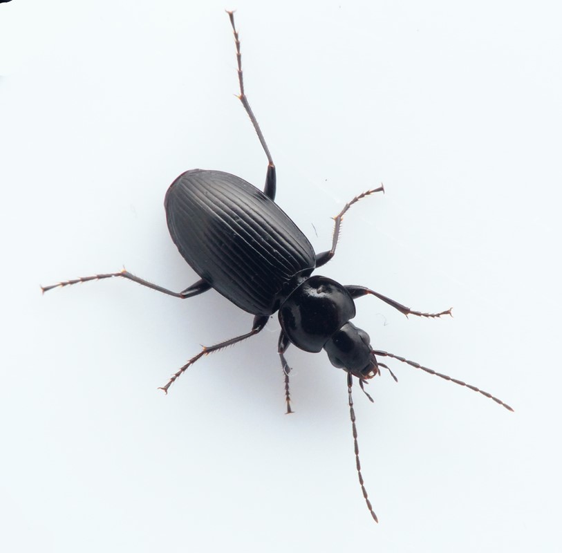 Agonum hypocrita (Agonum hypocrita)