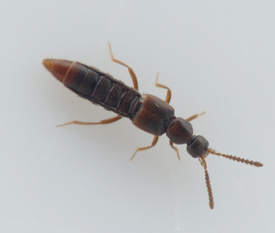 Calodera aethiops (Calodera aethiops)