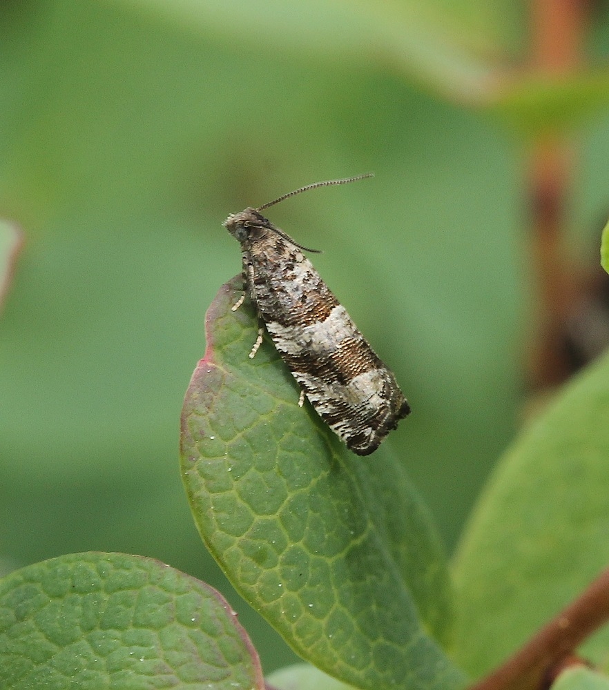 Mosebøllevikler (Rhopobota myrtillana)