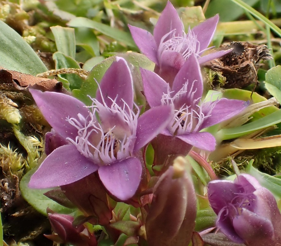 Eng-Ensian (Gentianella uliginosa)