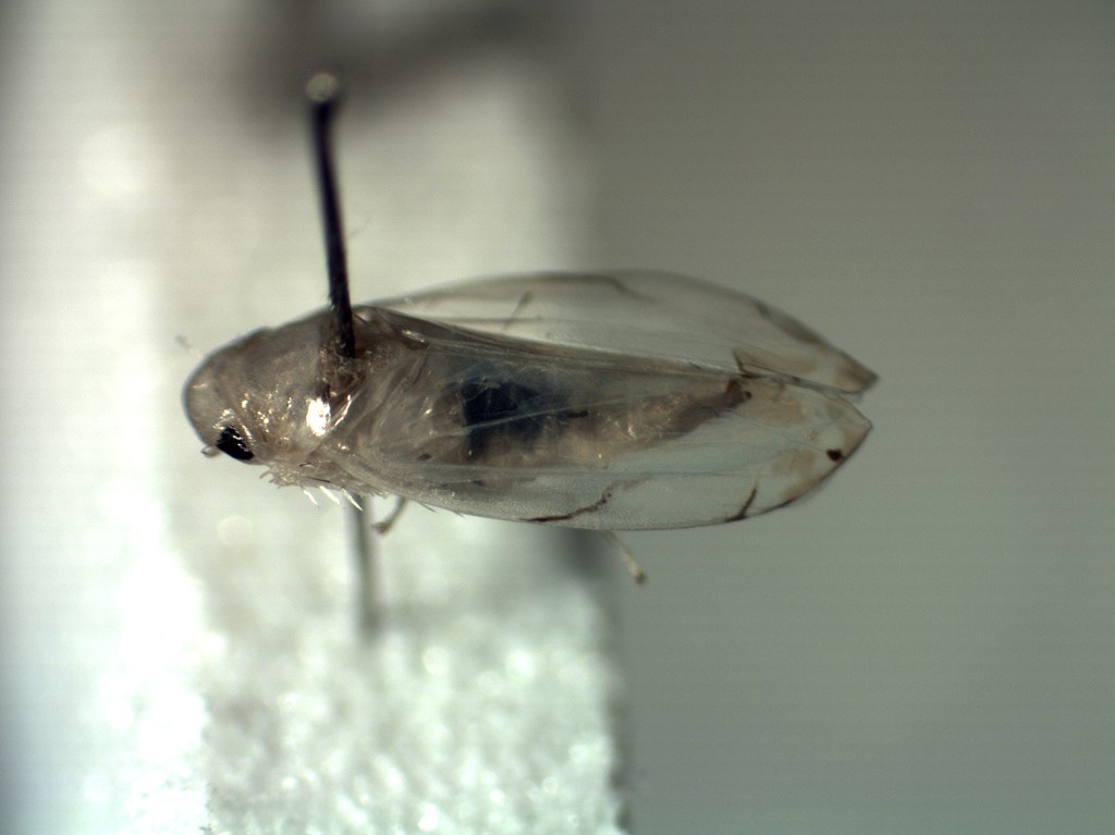 Eurhadina saageri (Eurhadina saageri)