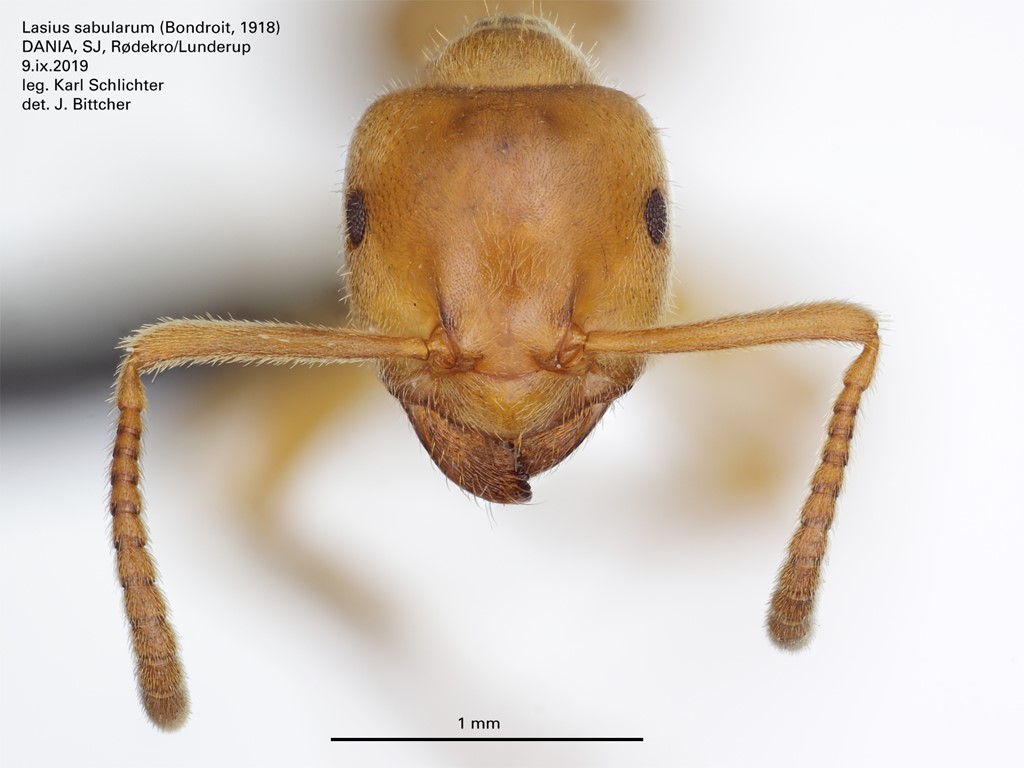 Høstjordmyre (Lasius sabularum)
