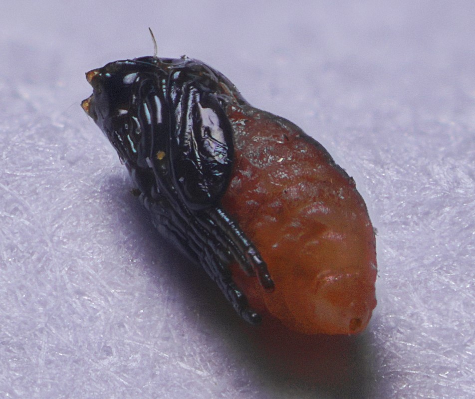 Ozirhincus hungaricus (Ozirhincus hungaricus)