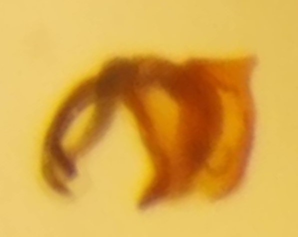 Porrhomma microphtalmum (Porrhomma microphthalmum)