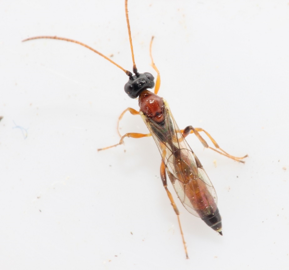 Kålmølsnyltehveps (Diadromus collaris)