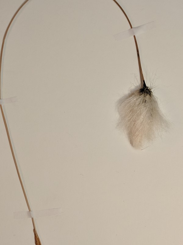 Tue-Kæruld (Eriophorum vaginatum)