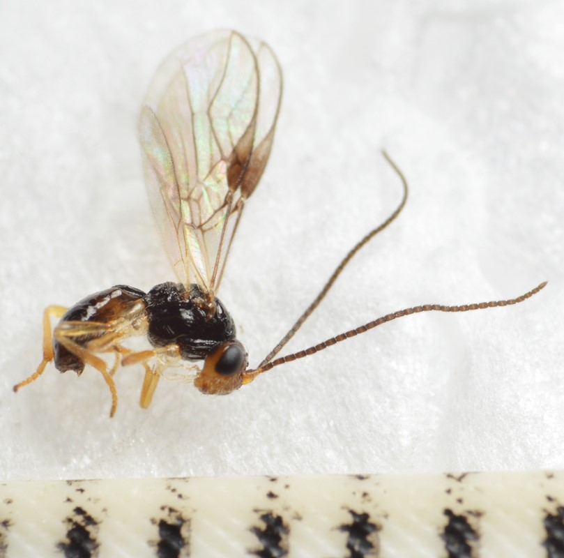 Utetes rotundiventris (Utetes rotundiventris)