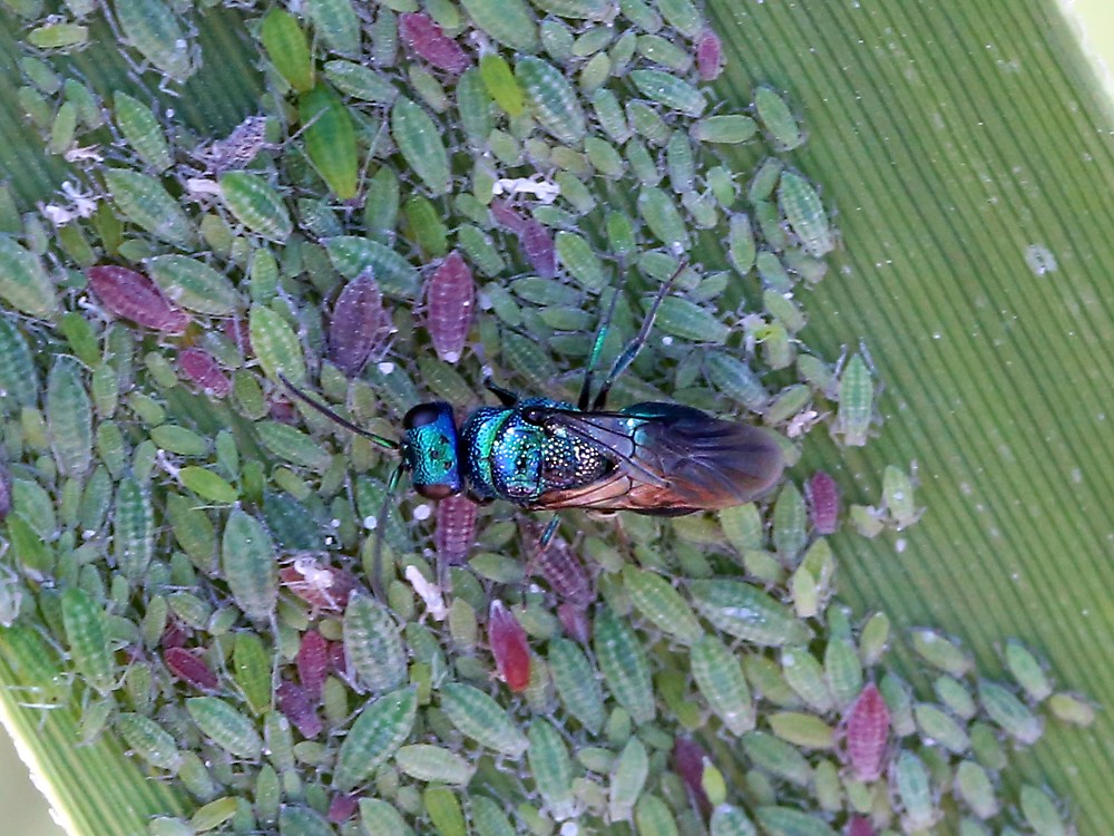 Punkteret Kugleguldhveps (Omalus puncticollis)