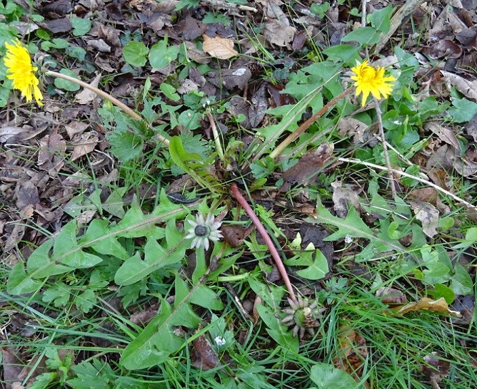Bred Krogmælkebøtte (Taraxacum pseudohamatum)
