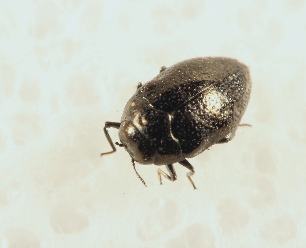 Korsknappragtbille (Trachys scrobiculatus)