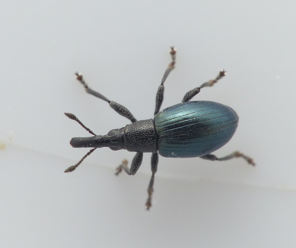 Apion aeneum (Apion aeneum)