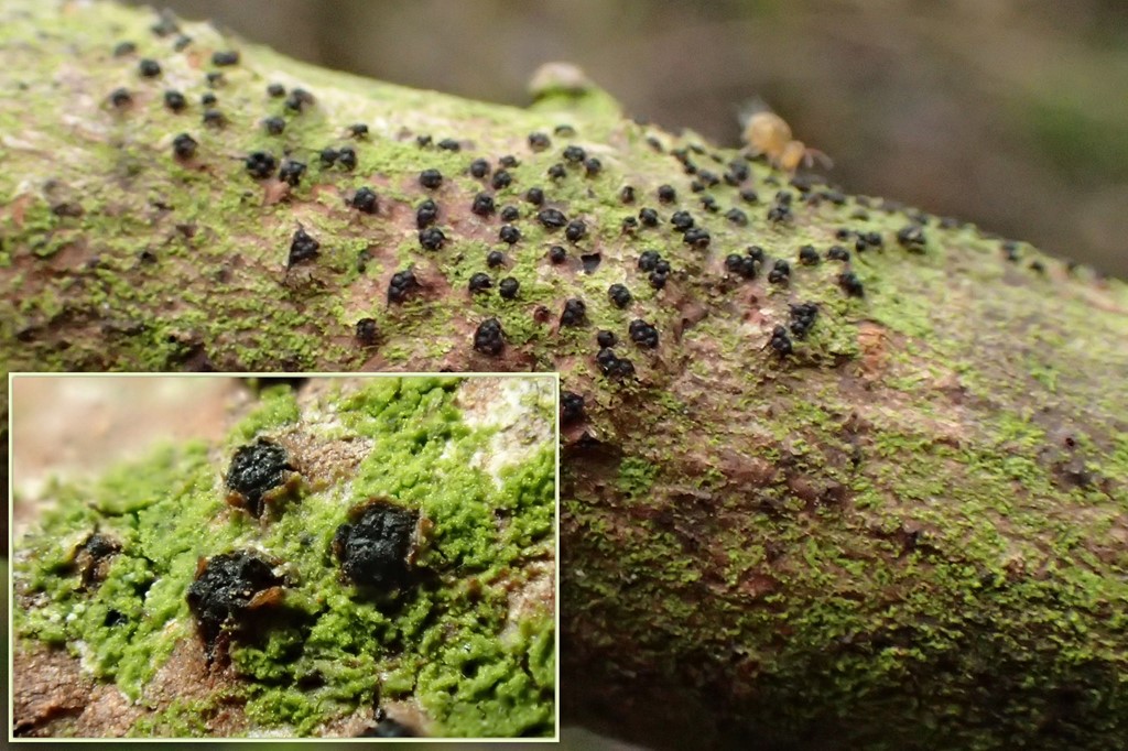 Quaternaria dissepta (Quaternaria dissepta)