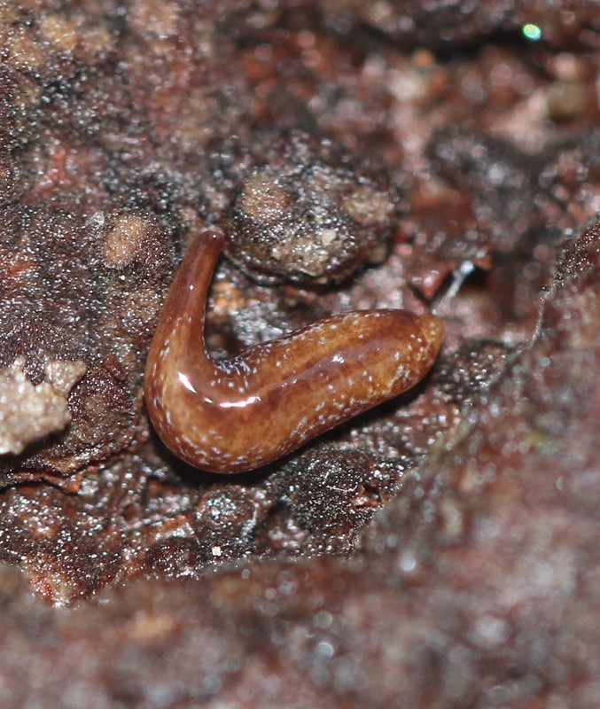 Marionfyfea adventor (Marionfyfea adventor)