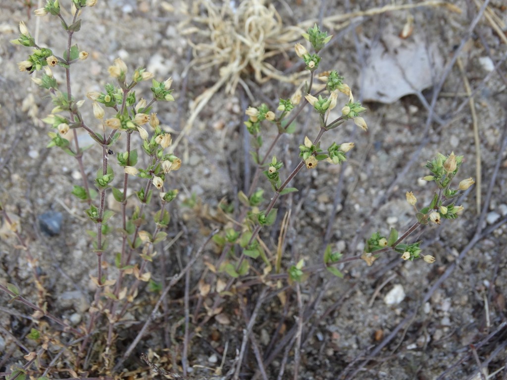 Markarve (Arenaria serpyllifolia)