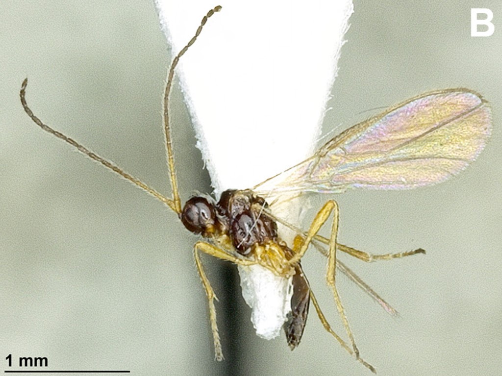Aspilota leptoarticulata (Aspilota leptoarticulata)
