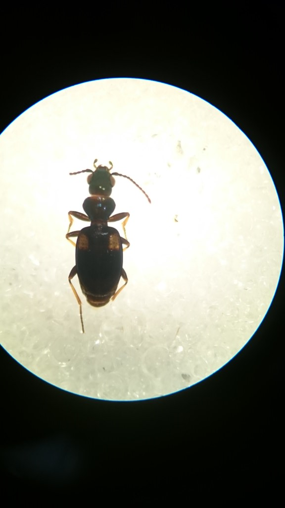 Skulderplettet Glansløber (Bembidion humerale)