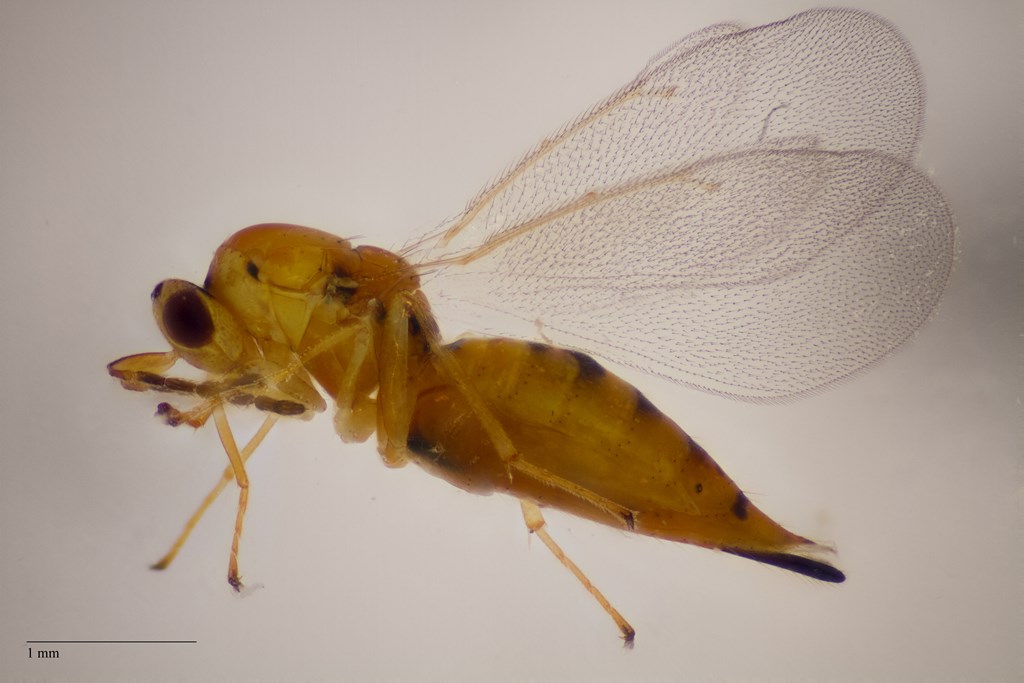 Aprostocetus luteus (Aprostocetus luteus)
