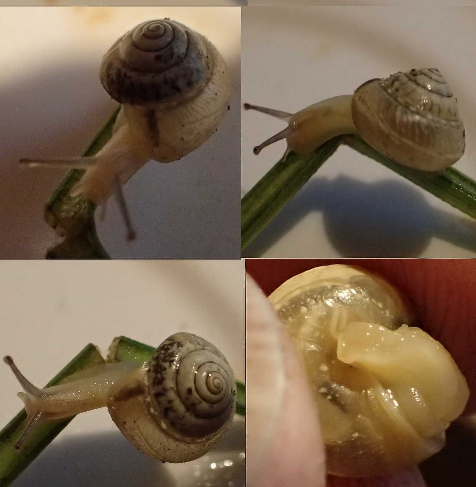 Hygromia limbata (Hygromia limbata)