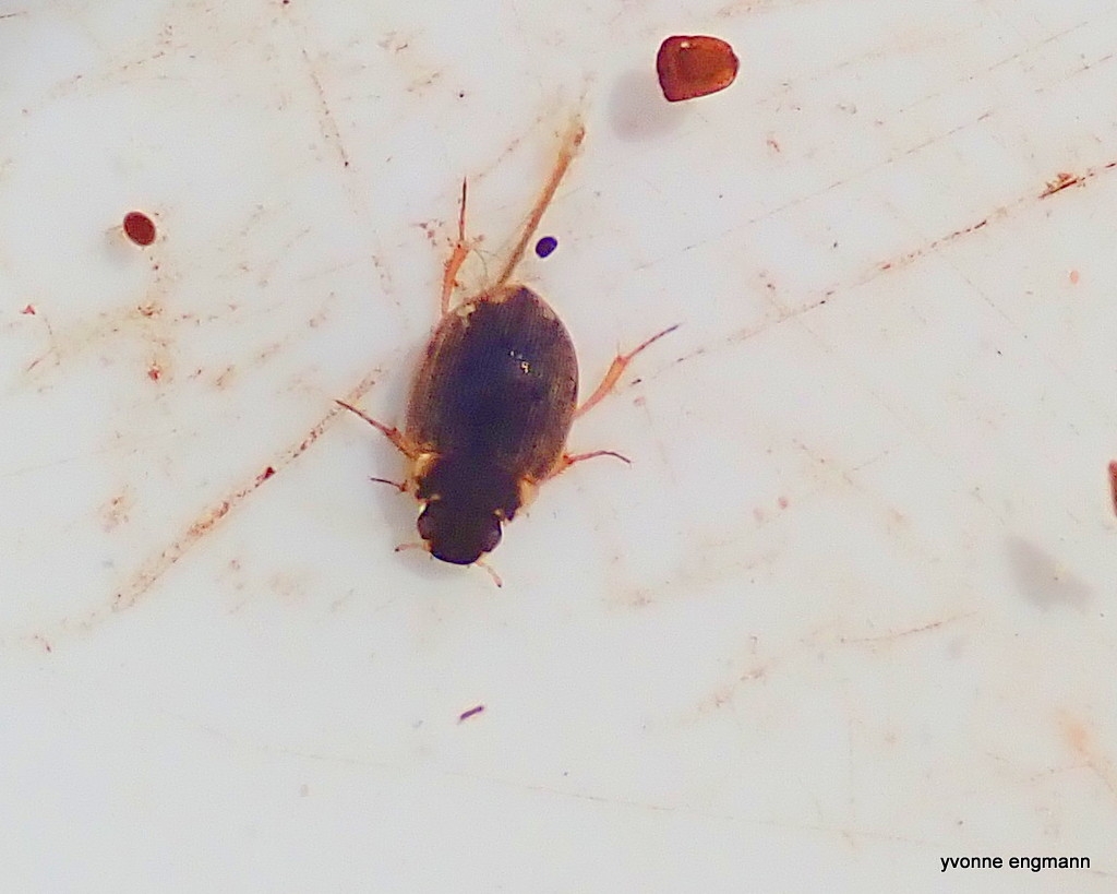 Laccobius colon (Laccobius colon)