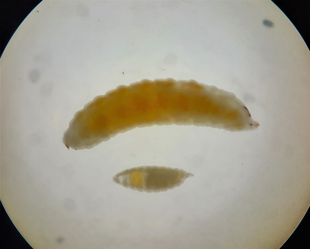 Trotteria ligustri (Trotteria ligustri)