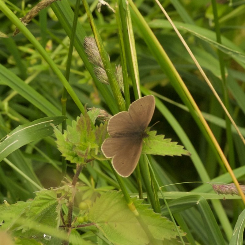 Engrandøje (Aphantopus hyperantus)