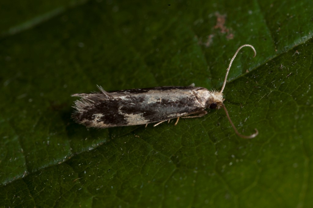 Agnathosia mendicella (Agnathosia mendicella)