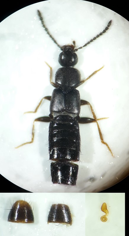 Boreophilia eremita (Boreophilia eremita)