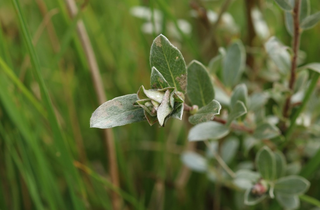 Rabdophaga iteobia (Rabdophaga iteobia)