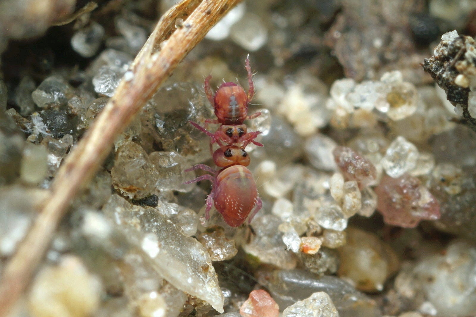 Stenacidia violacea (Stenacidia violacea)