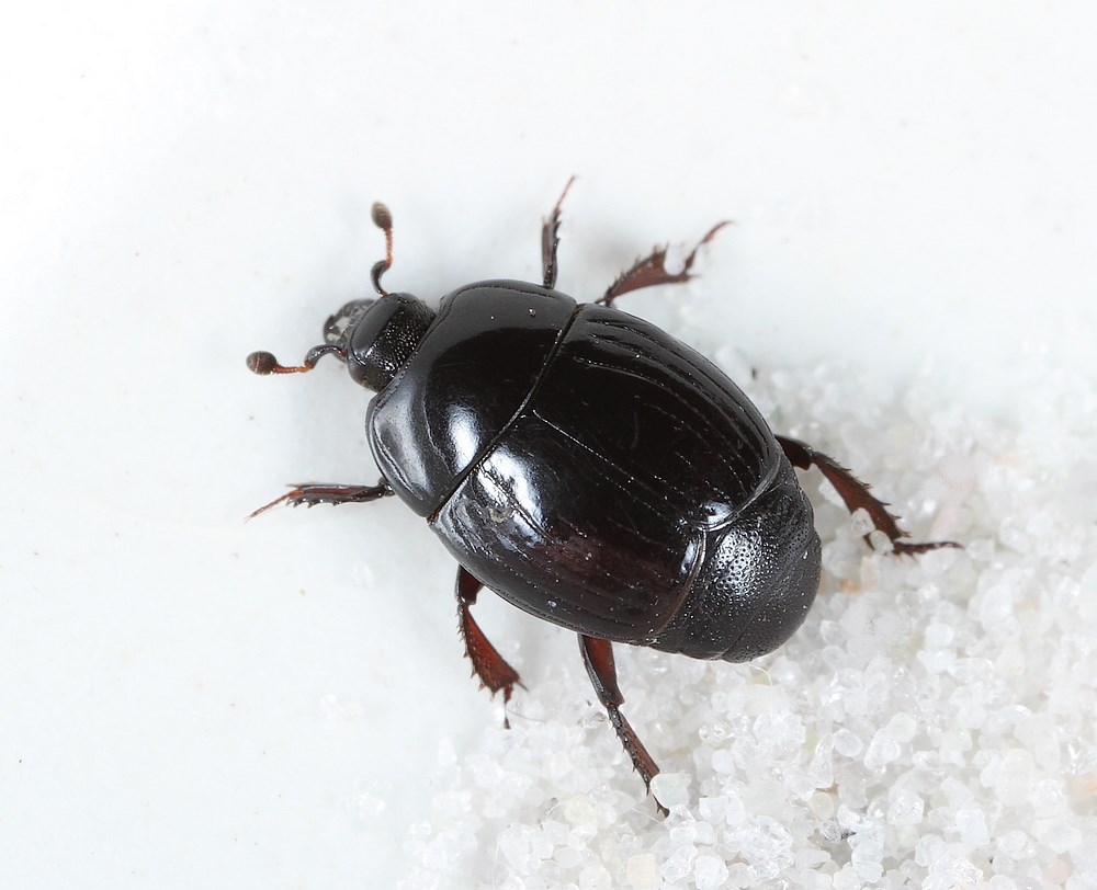 Kadaverstumpbille (Margarinotus obscurus)