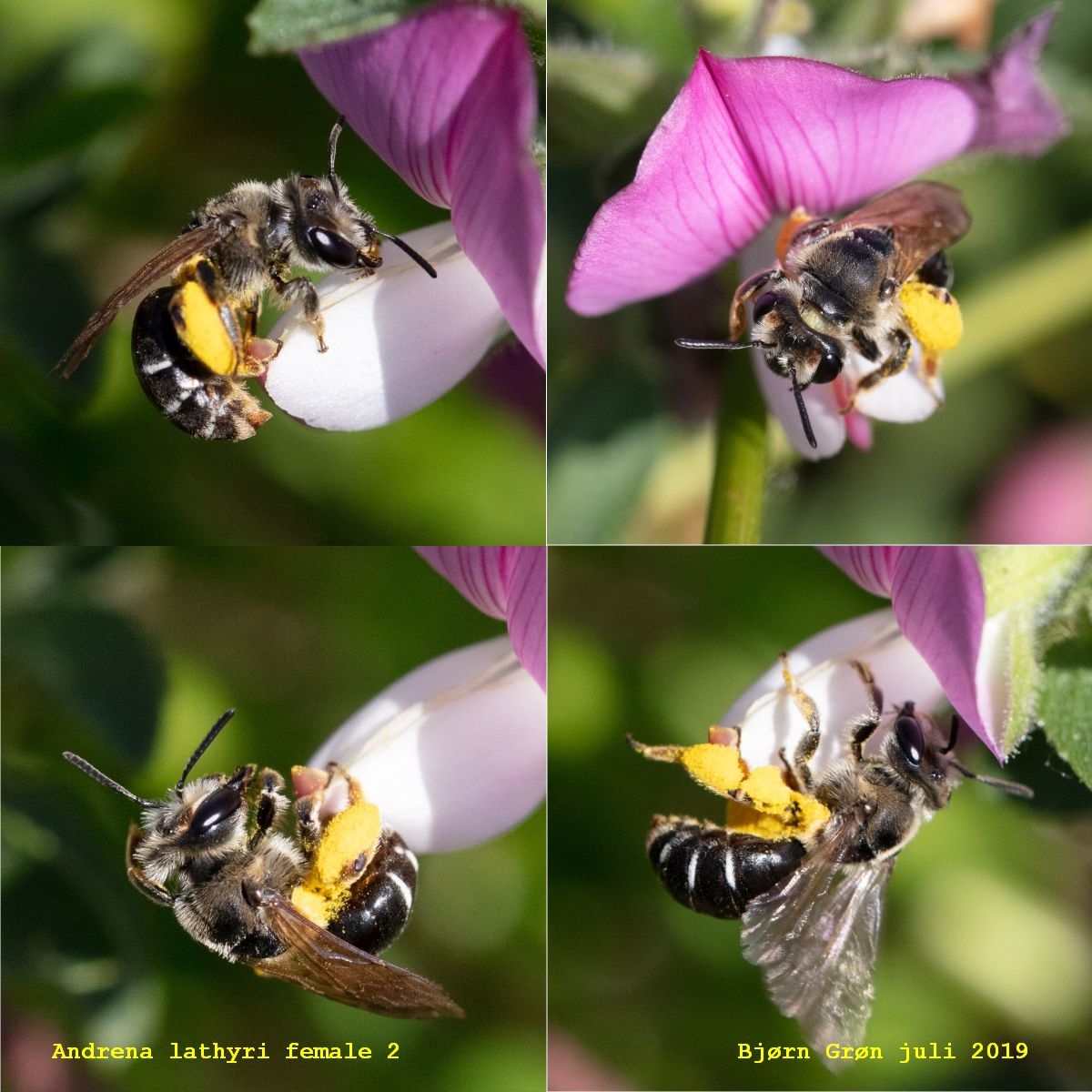 Vikkejordbi (Andrena lathyri)